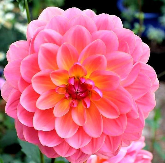 Dahlia Wildwood Marie