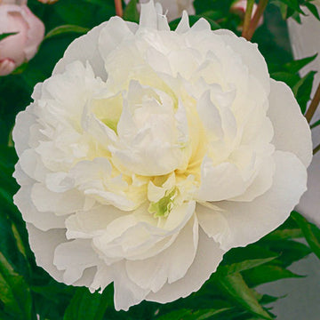 Peony 'Duchesse de Nemours'