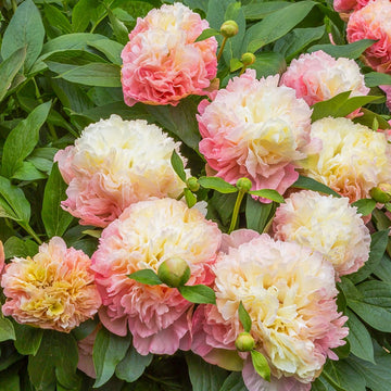 Peony 'Lois Choice'