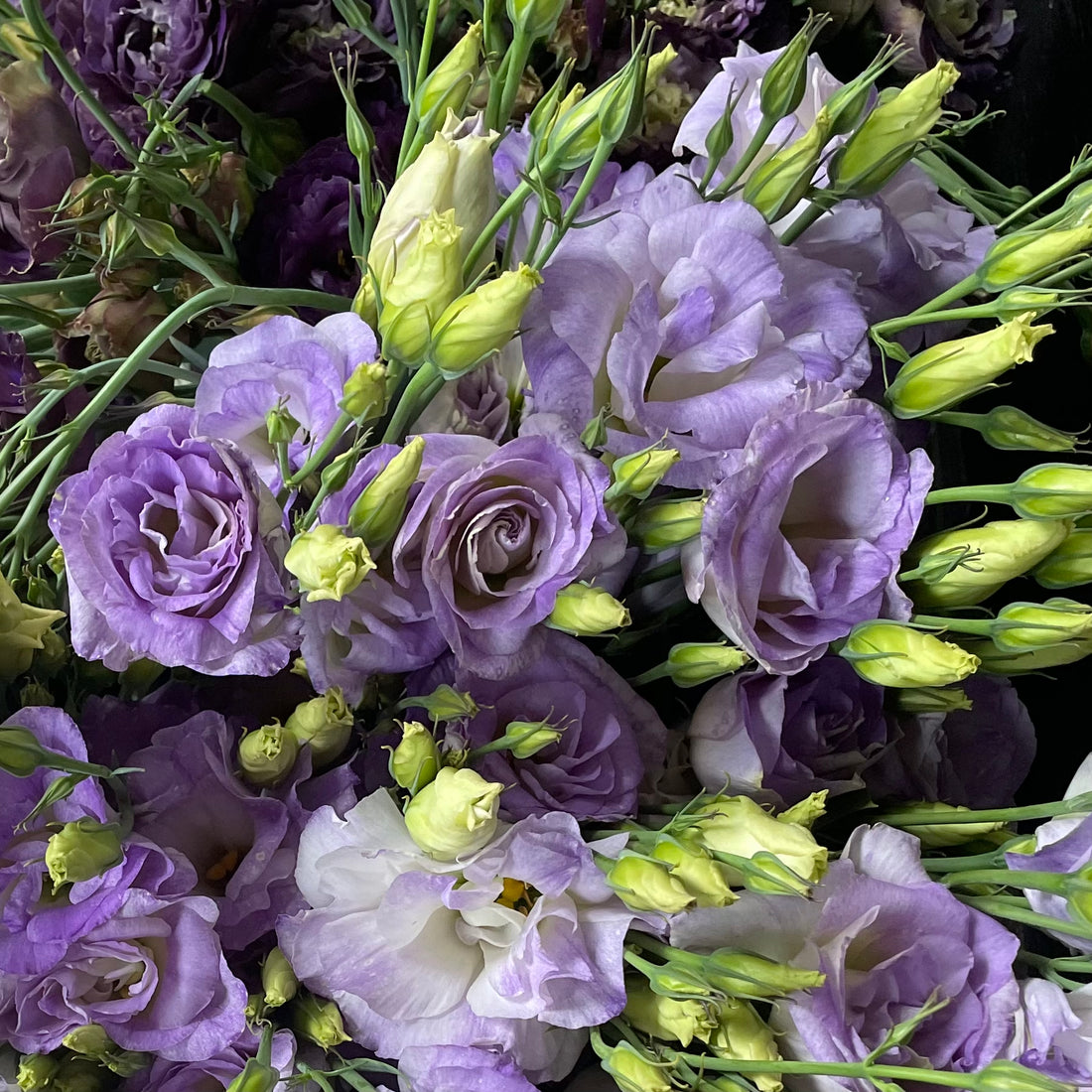 Lisianthus by the bunch