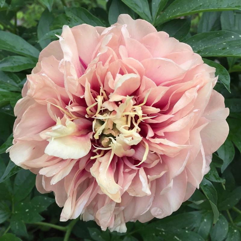 Peony Itoh 'Caroline Constabel'