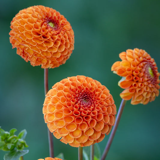 Dahlia - Bantling