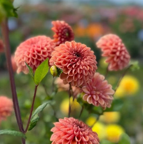 Dahlia - Bestseller