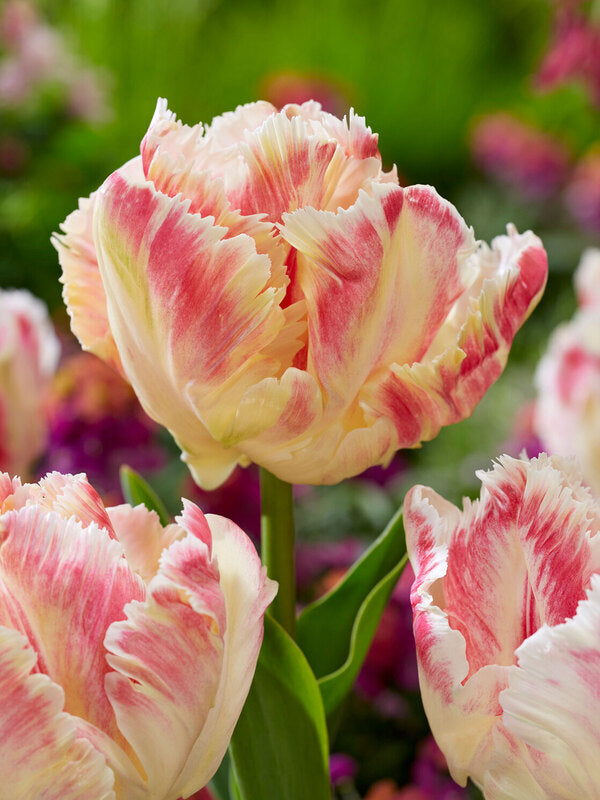 Tulip Blushing Parrot - 10 Bulbs