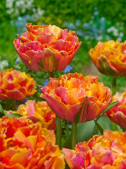 Tulip Royal Centennial - 10 Bulbs