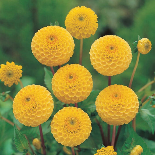 Dahlia - Buttercup