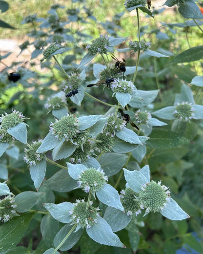 Mountain Mint