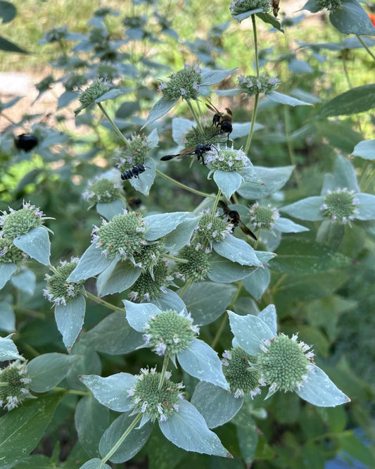 Mountain Mint