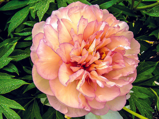 Peony 'Scrumdiddlyumptious'