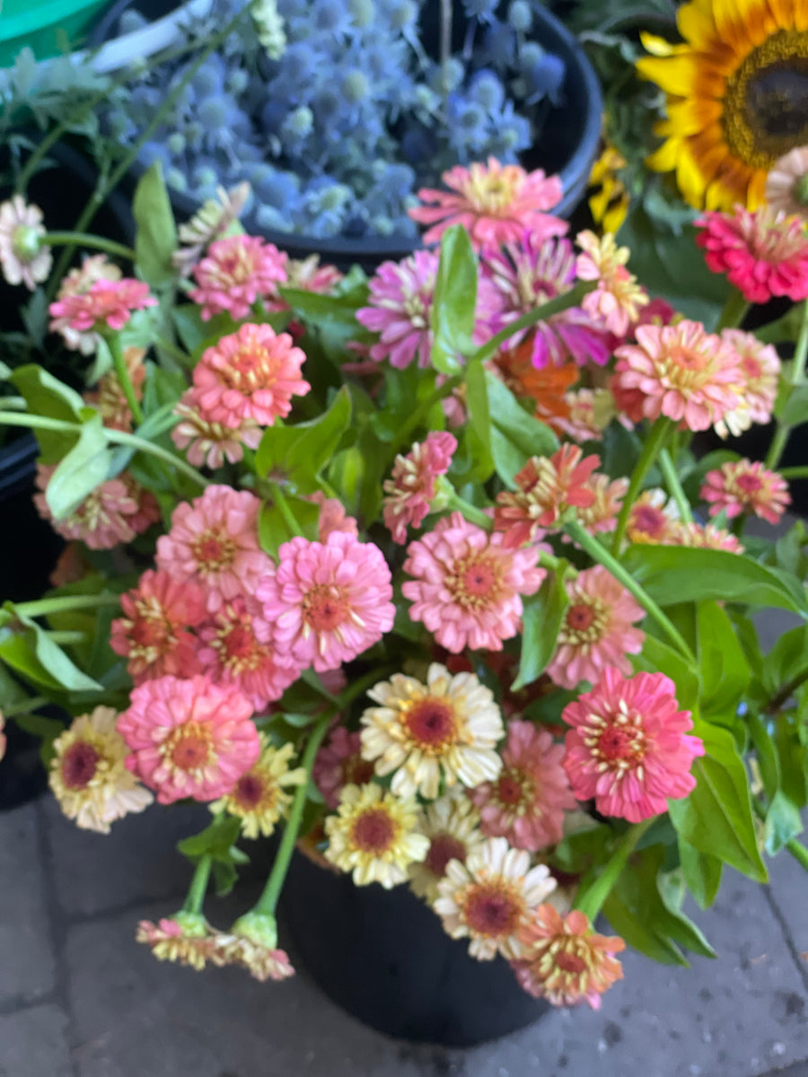 Zinnias by the bunch