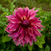 Dahlia Penhill Dark Monarch