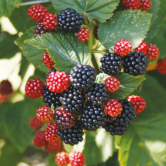 Thornless Blackberry Plant