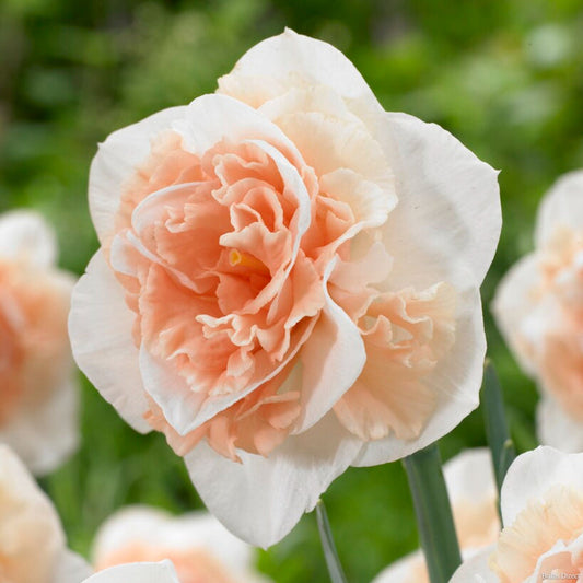 Narcissus 'Flower Surprise' - 10 Bulbs