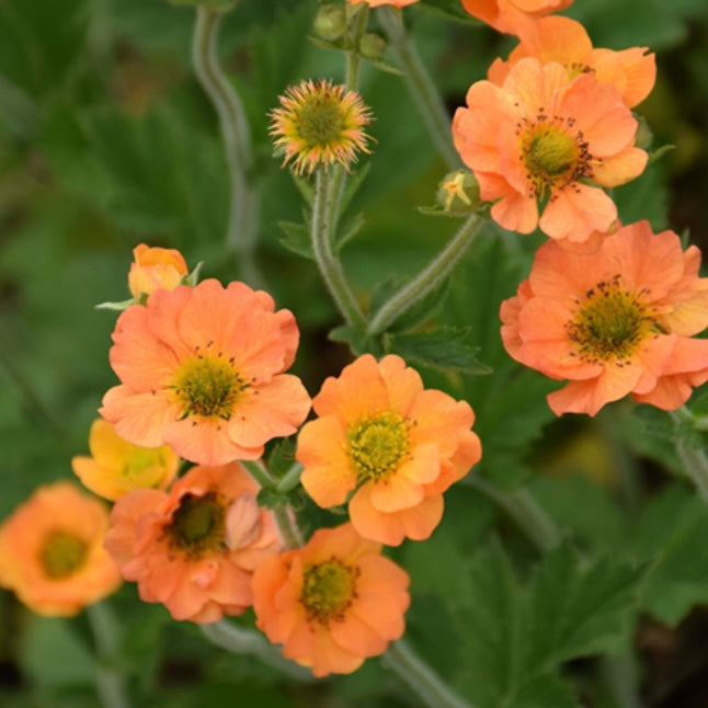 Geum 'Totally Tangerine'