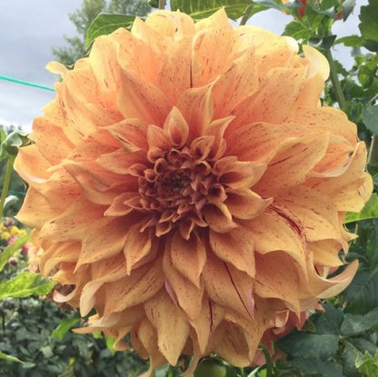 Dahlia JS Butterscotch