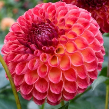 Dahlia Camano Mordor