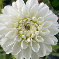 Dahlia Orsett Beauty