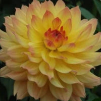 Dahlia Candlelight