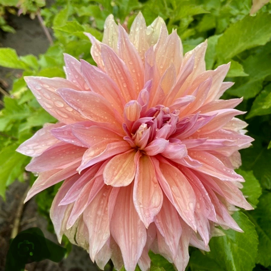 Dahlia Mango Madness