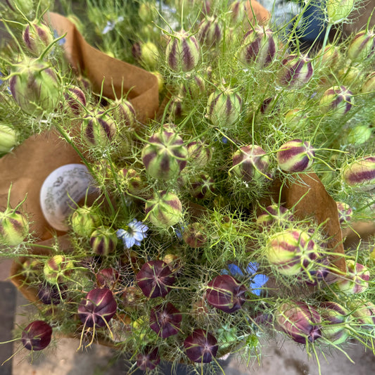 Dried Nigella pods by the bunch