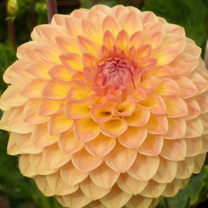 Dahlia Blyton Softer Gleam