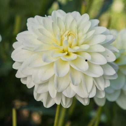 Dahlia White Onesta