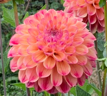 Dahlia - Coseytown Penny