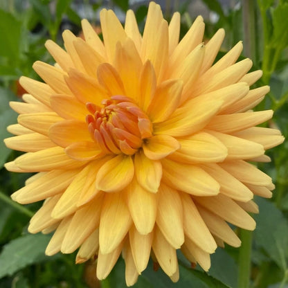 Dahlia - Hollyhill Jitterbug