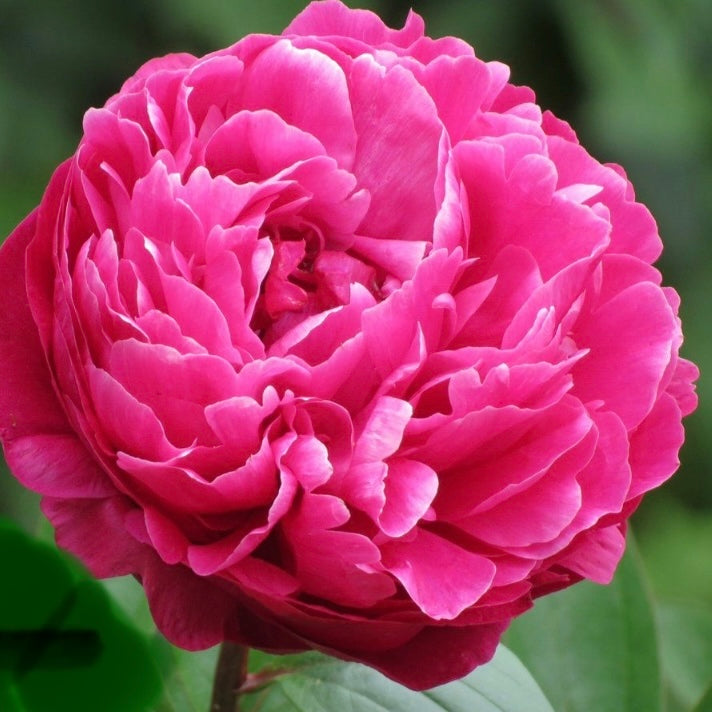 Peony Root 'Avis Varner'