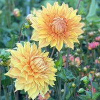 Dahlia Hamari Gold