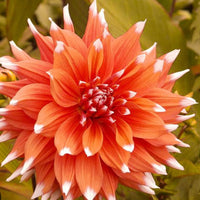 Dahlia Colour Spectacle