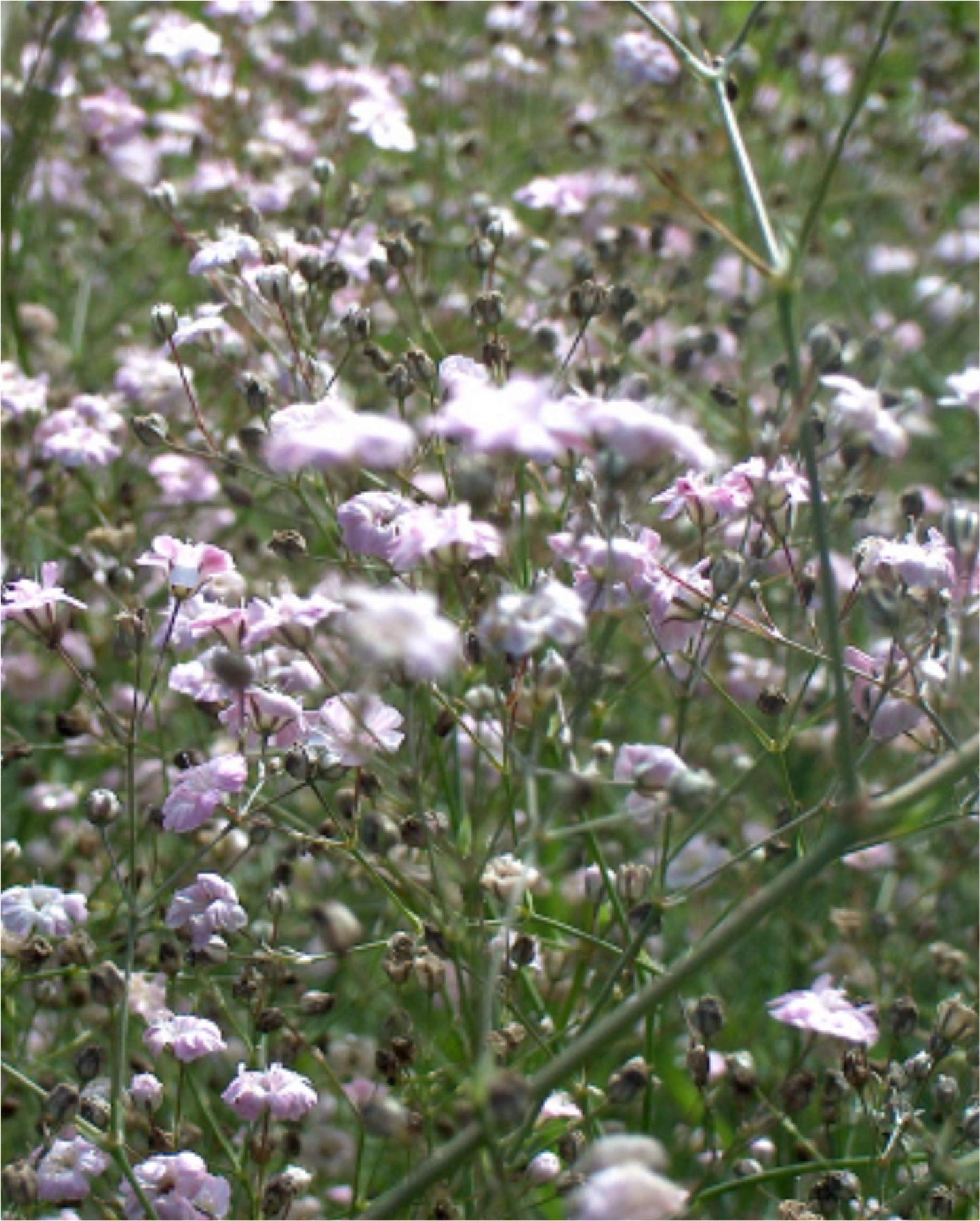 Pacific Garden Baby's Breath