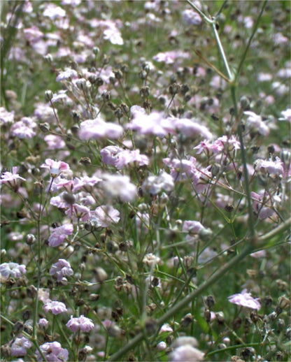 Pacific Garden Baby's Breath