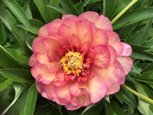 Peony 'Haleigh's Hallelujah'