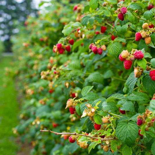Everbearing Raspberry