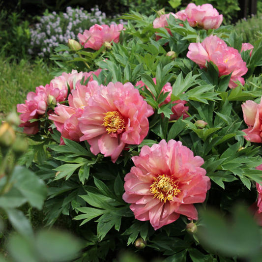 Potted Peony 'Hillary'