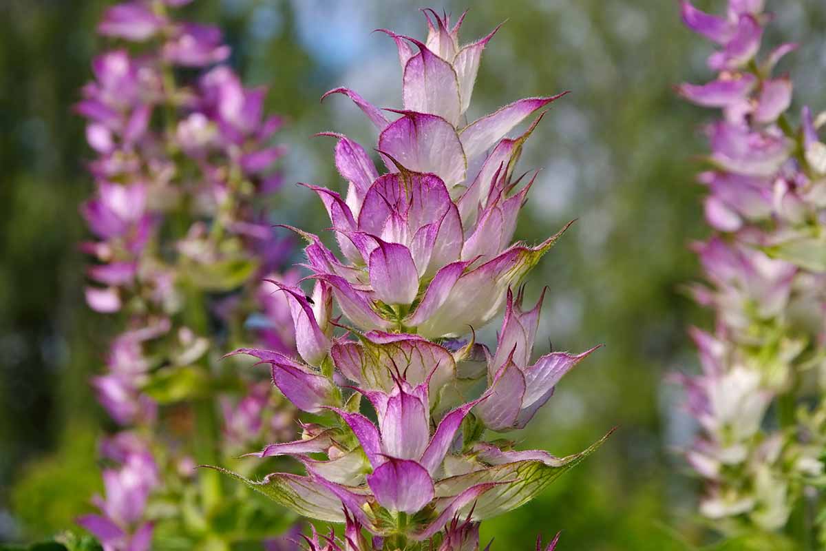 Clary Sage Plant