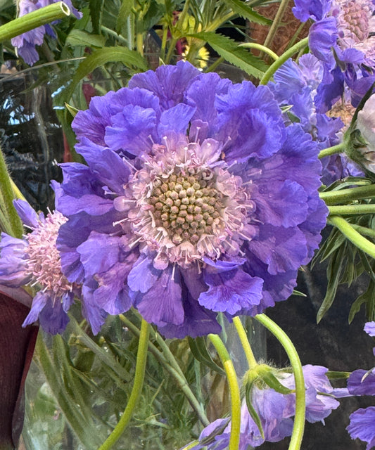 Scabiosa 'Fama'