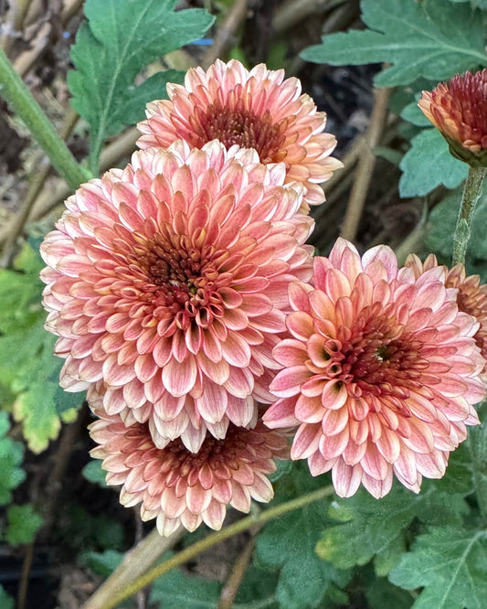 Chrysanthemum - Button Peach x 2