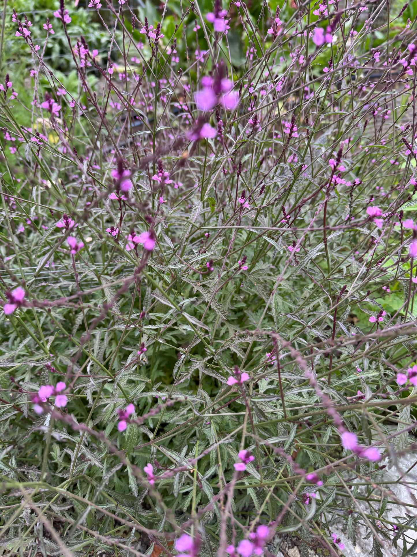 Verbena ‘Bampton’