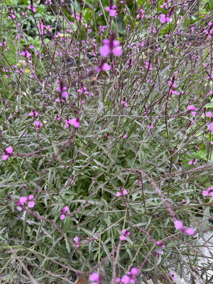 Verbena ‘Bampton’