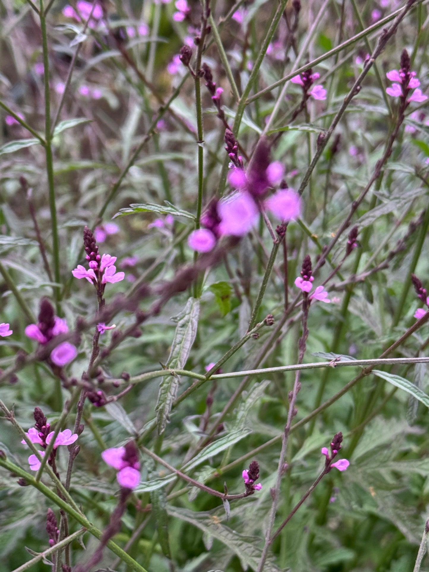 Verbena ‘Bampton’