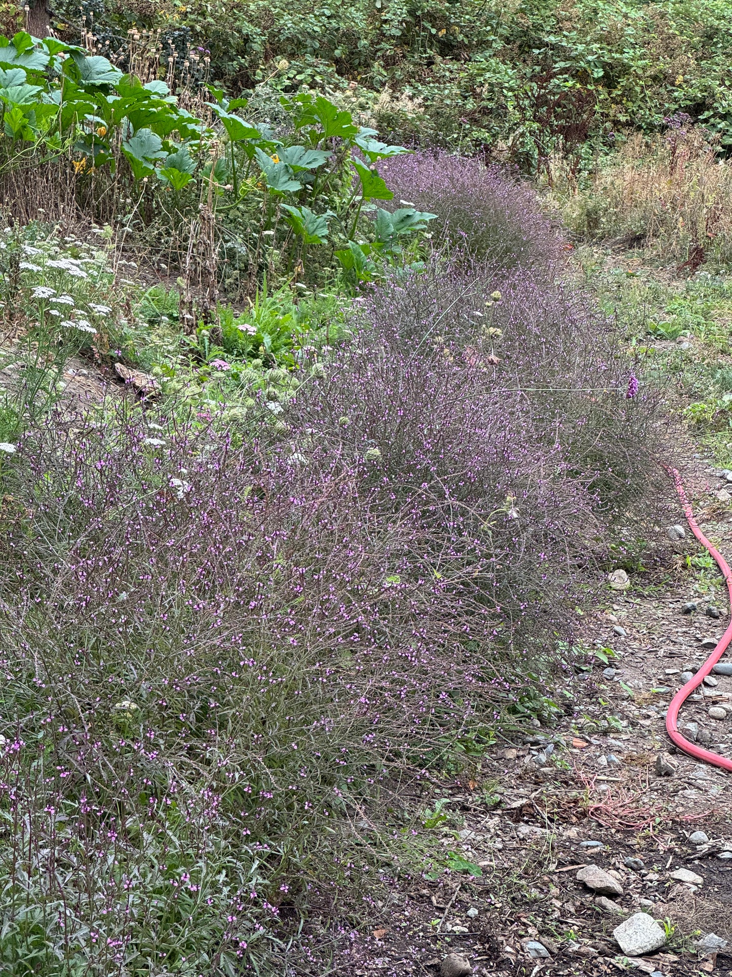 Verbena ‘Bampton’