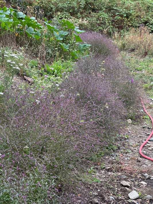 Verbena ‘Bampton’