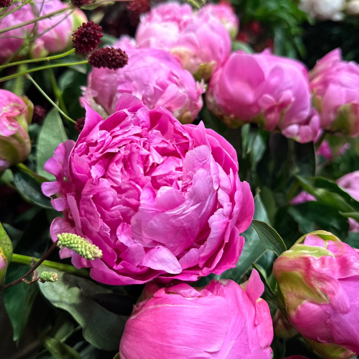 Peony Root 'Jacorma'