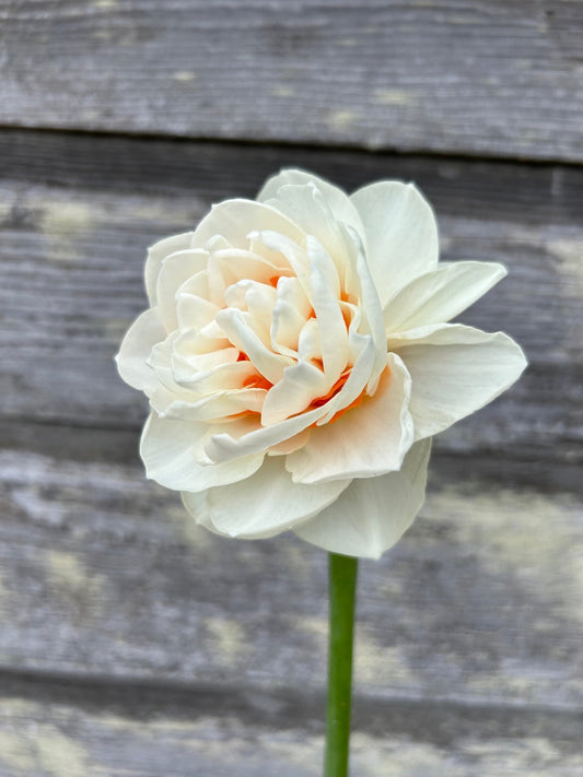 Narcissus 'Gay Tabor' - 10 Bulbs