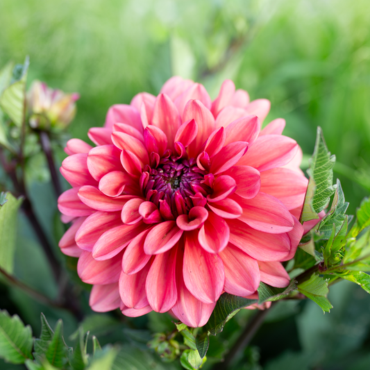 Dahlia - Klara Zak