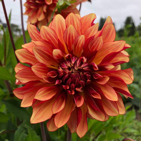 Dahlia - Miss Brandy