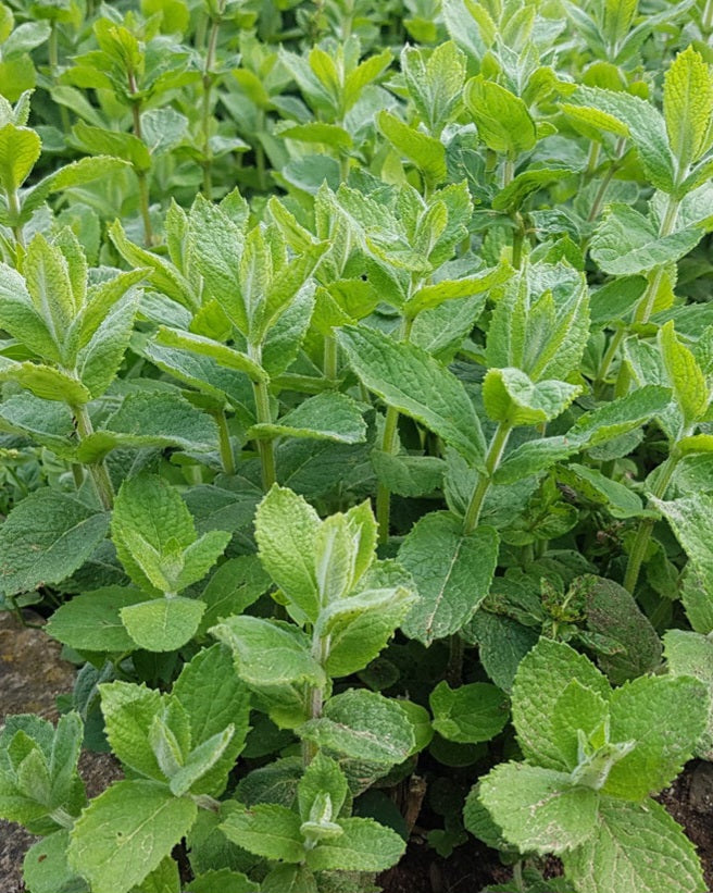 Organic Apple Mint Start