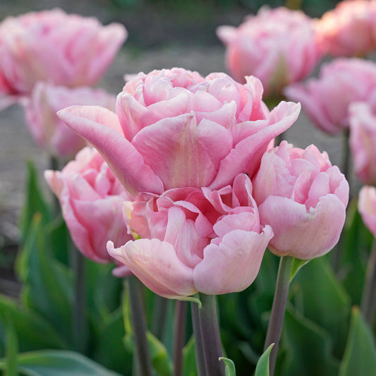 Tulip Mariage - 10 Bulbs